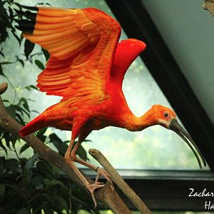 Sep. 2016 - Wings of the World - Scarlet Ibis