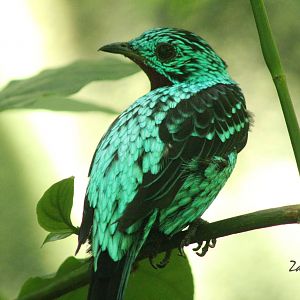 Sep. 2016 - World of the Insect - Spangled Cotinga