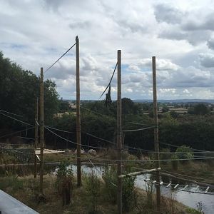 Pileated Gibbon - Twycross Zoo - 28/8/16