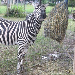 Chapman's Zebra - Twycross Zoo - 28/8/16