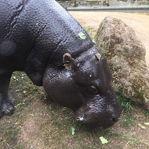 Nicky the Pygmy Hippo -ZSL London Zoo - 2/8/16