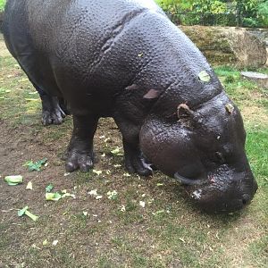 Nicky the Pygmy Hippo - ZSL London Zoo - 2/8/16