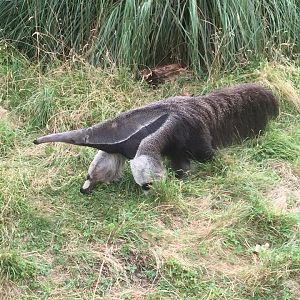 Giant Anteater - ZSL London Zoo - 2/8/16
