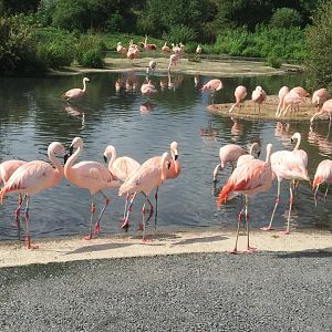 WWT Slimbridge - August 2016