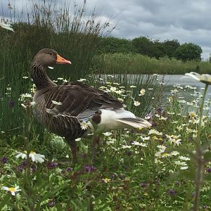 WWT Slimbridge - August 2016