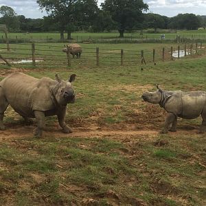 Indian Rhino - ZSL Whipsnade Zoo - July 2016