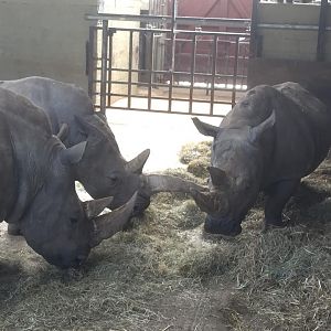 White Rhino - ZSL Whipsnade Zoo - July 2016