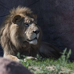 African Lion - Lyndy