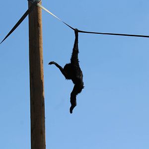 Siamang, in outdoor enclosure (!)