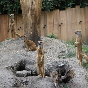 Yellow mongooses, August 2016