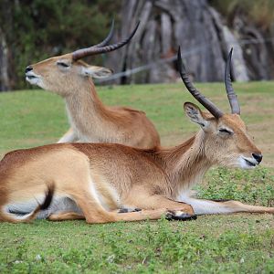 Kafue lechwe, August 2016