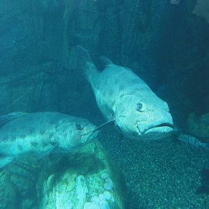 Aquarium of the Pacific; summer 2011
