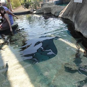 Aquarium of the Pacific; summer 2011