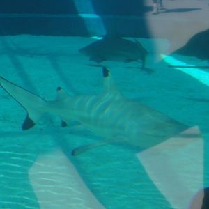 Aquarium of the Pacific; summer 2011