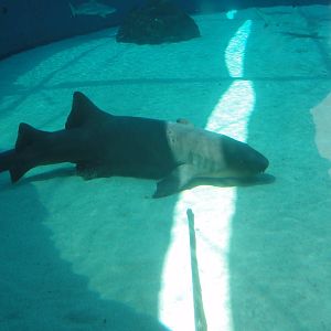 Aquarium of the Pacific; summer 2011