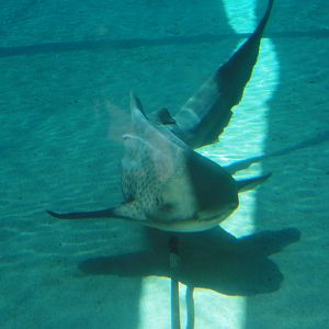 Aquarium of the Pacific; summer 2011