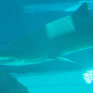 Aquarium of the Pacific; summer 2011