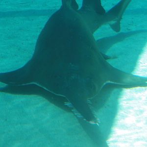 Aquarium of the Pacific; summer 2011