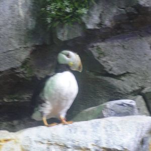 Aquarium of the Pacific; summer 2011