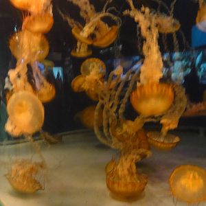 Aquarium of the Pacific; summer 2011