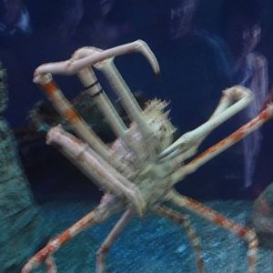 Aquarium of the Pacific; summer 2011