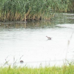 ID? - 3 September 2016, RSPB Blacktoft Sands