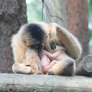 Northern white-cheeked gibbon female with baby