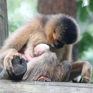 Northern white-cheeked gibbon female with baby