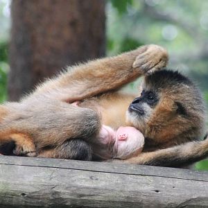 Northern white-cheeked gibbon female with baby
