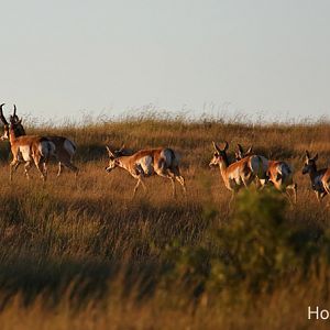 pronghorn herd fleeing