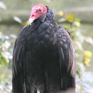 Turkey vulture