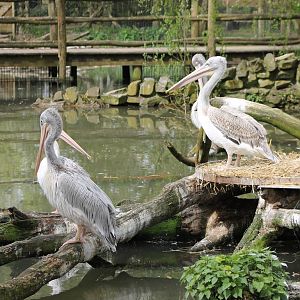 Pink-backed pelicans