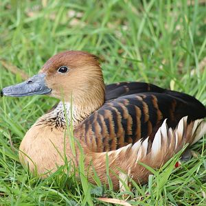 Fulvous whistling duck