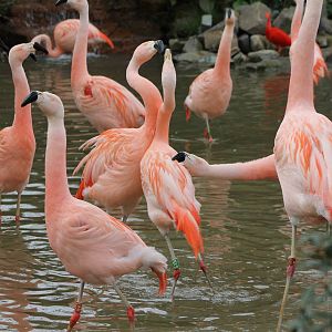 Chilean flamingos