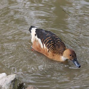 Fulvous whistling duck