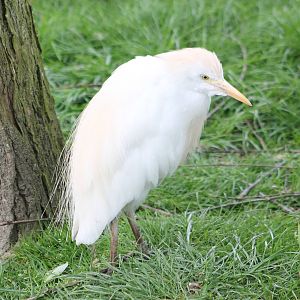Cattle egret