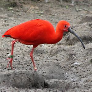 Scarlet ibis