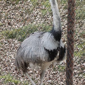 Common rhea