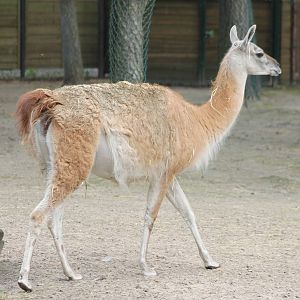 Guanaco