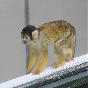 Squirrel monkey