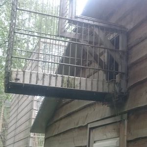 A little bit of Black howler monkey