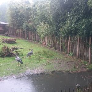 Crested screamers and Muntjac