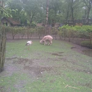 Walk-through enclosure - stork and alpaca