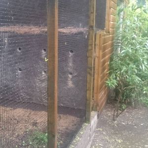 Nesting-wall Bee-eaters