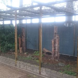 Aviary European bee-eater