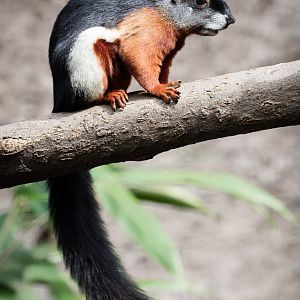 Sumatran Prevostʼs Squirrel - 04/09/2016