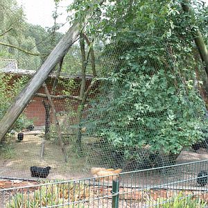 Chicken aviary