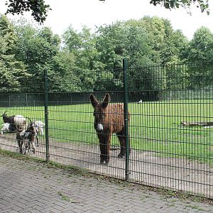 Donkey, goats and wild European white stork