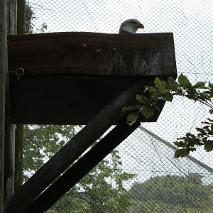 Bald eagle at the nest