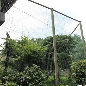Bald eagle aviary